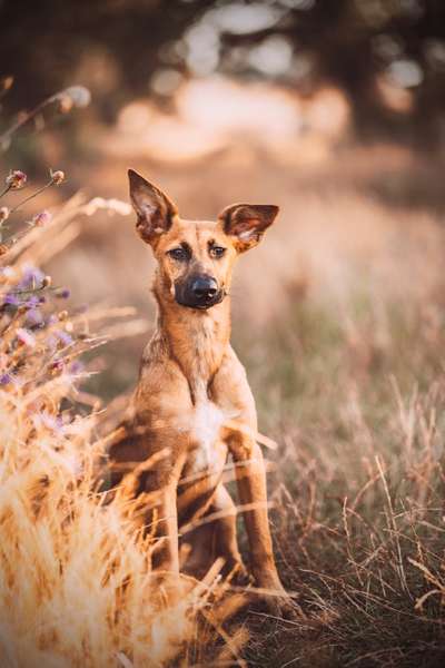 Hundetreffen-Hundekontakt und Sozialisierung-Bild