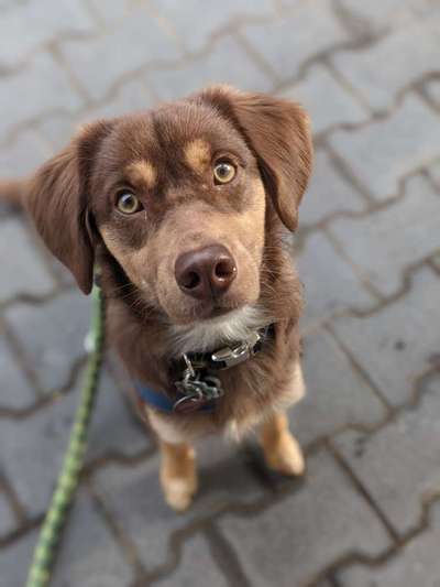 Dogorama Photo Challenge - Portrait-Beitrag-Bild