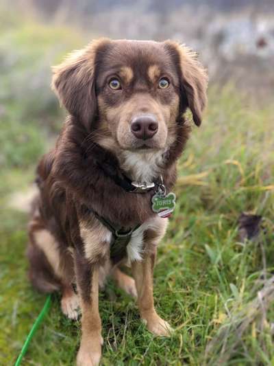 Nova Scotia Duck Tolling Retriever-Beitrag-Bild