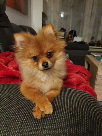 Dogorama Photo Challenge - Hundeblick zum hinschmelzen-Beitrag-Bild