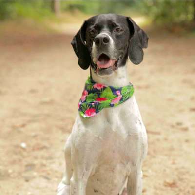 Pointerliebhaber-Beitrag-Bild