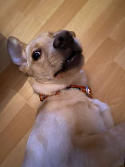 Dogorama Photo Challenge - lustigste Grimasse-Beitrag-Bild