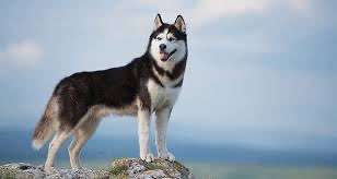 Hilfe bei der Rassebestimmung-Beitrag-Bild