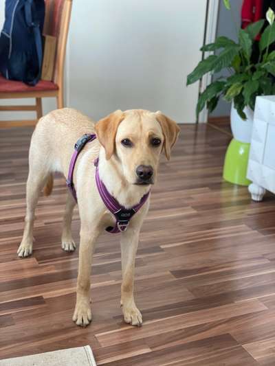 Wie heißt dein Hund?-Beitrag-Bild