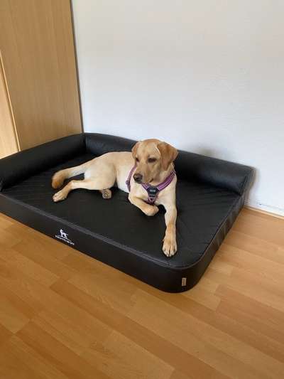 Hundebett von Knuffelwuff-Beitrag-Bild