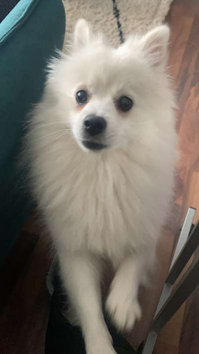 Postet das beste Foto von euren 4 beinern-Beitrag-Bild