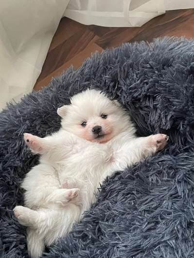 Welpen Bilder !-Beitrag-Bild