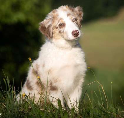 Dogorama Photo Challenge - Märchenwald-Beitrag-Bild