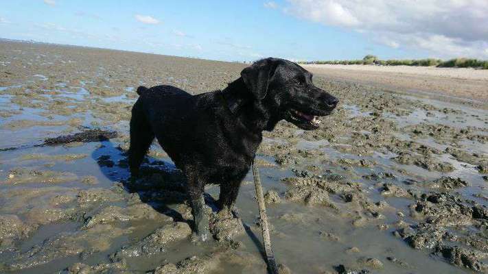 Dogorama-Monats-Challenge-Mai "Wasser"-Beitrag-Bild