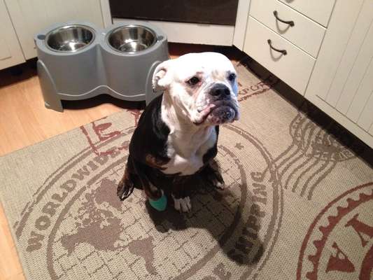 Olde English Bulldogge-Beitrag-Bild