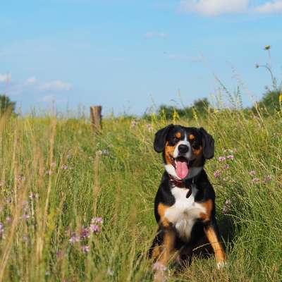 Hundetreffen-Hundefreunde gesucht🐶🙋‍♀️-Bild