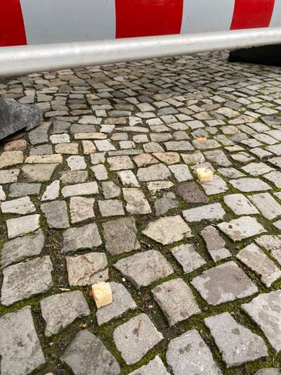Giftköder-Wiederholt Giftköder-Bild