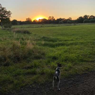 Hundetreffen-Gemeinsame Gassi Runden in Itzstedt-Bild