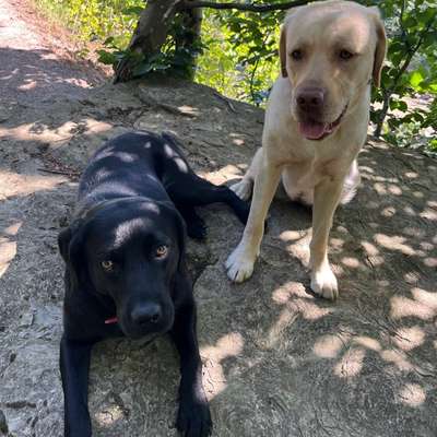 aktuelles Foto Gruppe Biete/suche Hundebetreuung