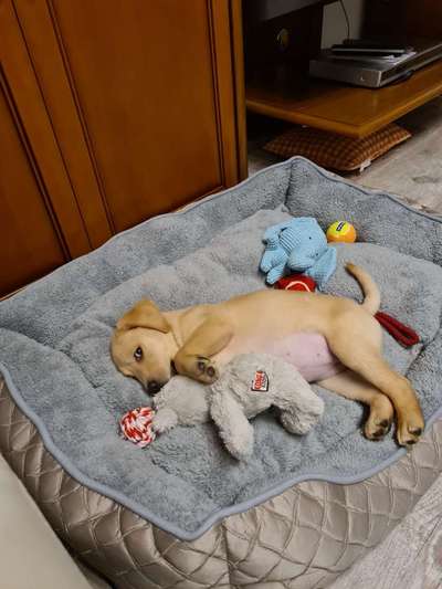 Welpen Bilder !-Beitrag-Bild