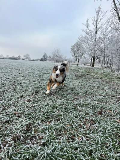 Hundetreffen-Hunderunde Landsberg / Halle-Bild