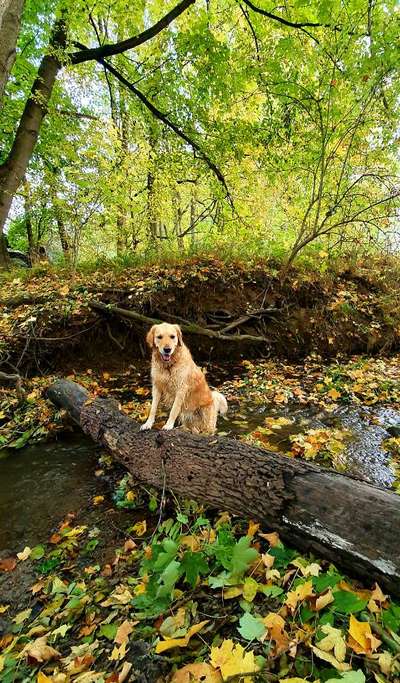 Wo sind die Golden Retriever Liebhaber?-Beitrag-Bild