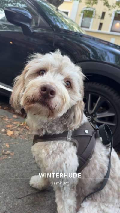 Hundetreffen-Hundekumpel für Pepe-Bild