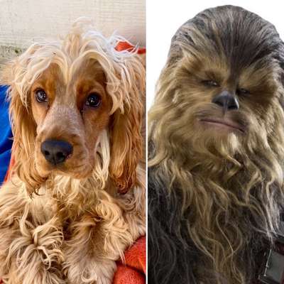 Wie heißt dein Hund?-Beitrag-Bild