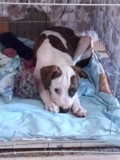 CHALLENGE NR. 19 - Der Hundeblick-Beitrag-Bild