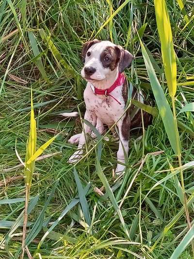 Welpen Bilder !-Beitrag-Bild