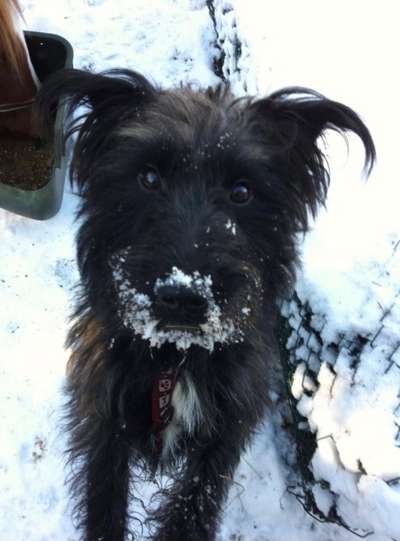 Dogorama Photo Challenge - Winterstimmung-Beitrag-Bild