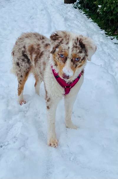 Dogorama Photo Challenge - Winterstimmung-Beitrag-Bild