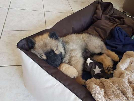 Welpen Bilder !-Beitrag-Bild