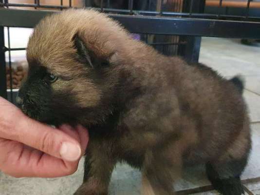 Welpen Bilder !-Beitrag-Bild