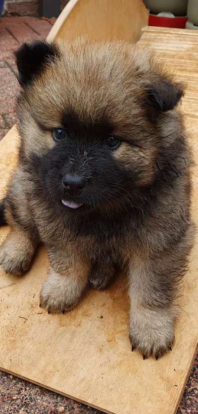 Welpen Bilder !-Beitrag-Bild