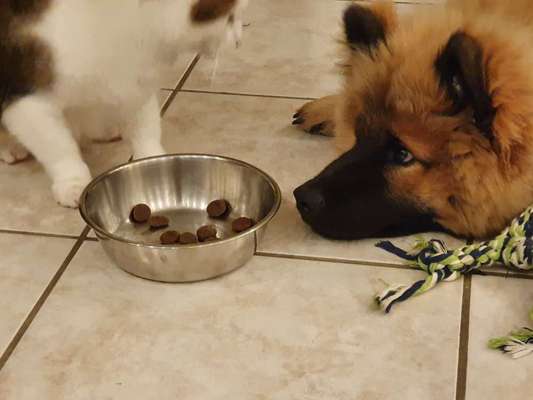 Hund und Katz Momente-Beitrag-Bild