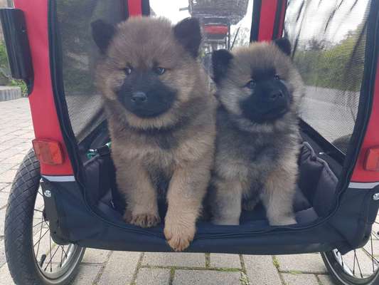 Hundehänger-Beitrag-Bild