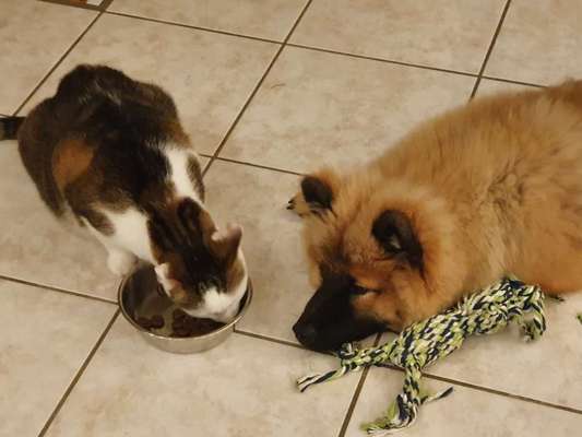 Hund und Katz Momente-Beitrag-Bild