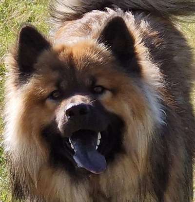 Tongue Out Tuesday-Beitrag-Bild