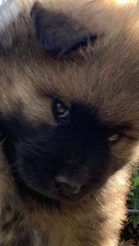 Welpen Bilder !-Beitrag-Bild