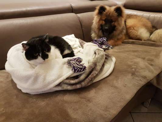 Hund und Katz Momente-Beitrag-Bild