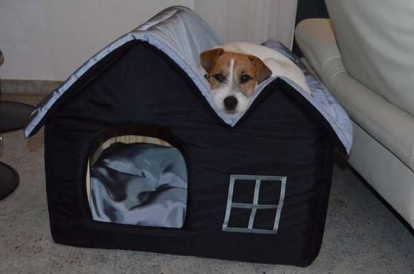 Hunde Memes-Beitrag-Bild