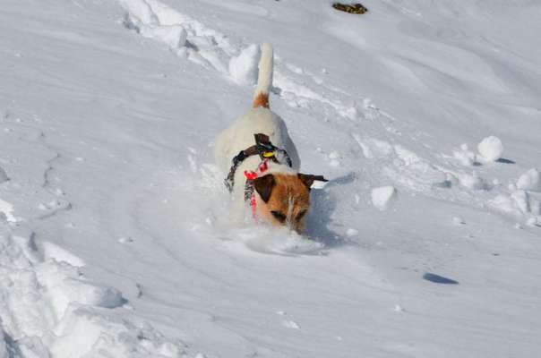 Jack Russell-Beitrag-Bild