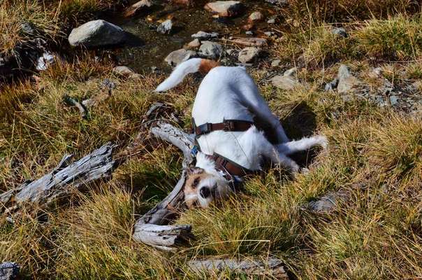 Lustige Grimassen & verrückte Posen-Beitrag-Bild