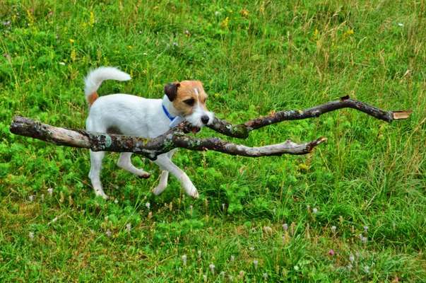 Hunde Memes-Beitrag-Bild