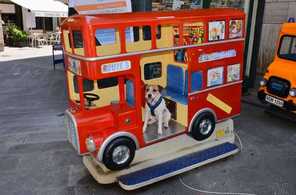 Hunde Memes-Beitrag-Bild