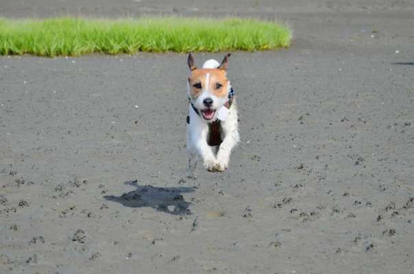 Wo sind die Jack und Parson Russell Terrier?-Beitrag-Bild