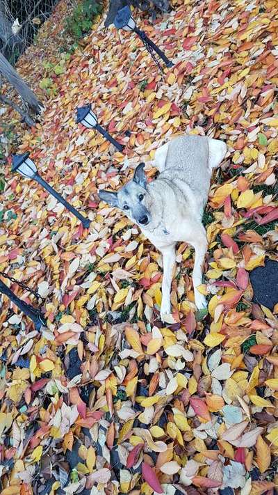 Podencomischling oder Podenco-Beitrag-Bild
