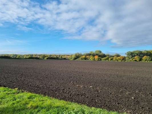 Die wunderschöne Welt mit Hund.-Beitrag-Bild