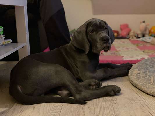 Deutsche Doggen Besitzer zeigt euch-Beitrag-Bild