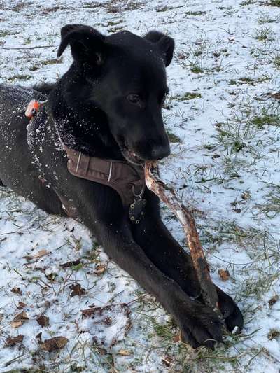 Zeigt mir eure Schäferhund Mischlinge :-)-Beitrag-Bild