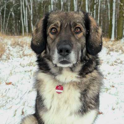 TierschutzhundeStammtisch🐕-Beitrag-Bild