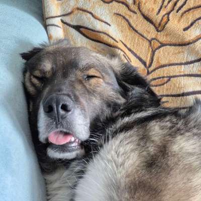 Hundetreffen-Souveräner Trainingspartner/Social Walk-Bild