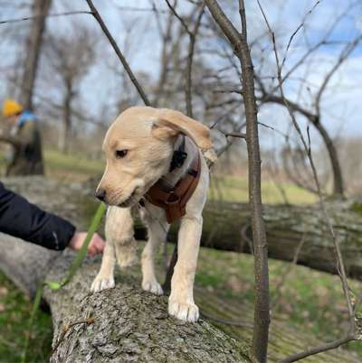 Hundetreffen-Spielrunde-Bild