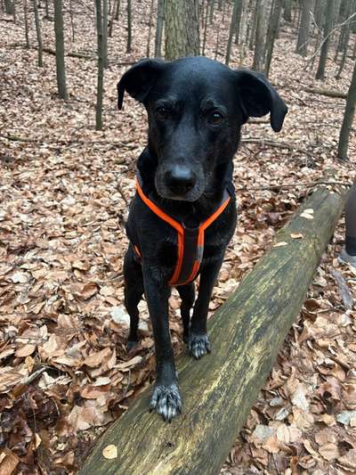 Hundetreffen-Große Gassirunden Kumpel gesucht ☺️😇-Bild